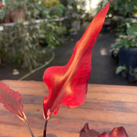 Caladium Lança - 05