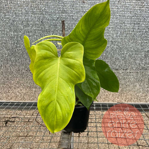 Philodendron Bipennifolium aurea 'Golden Violin'