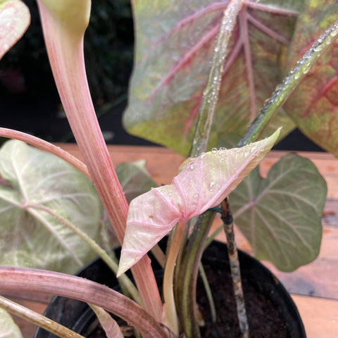 Caladium Especial 01