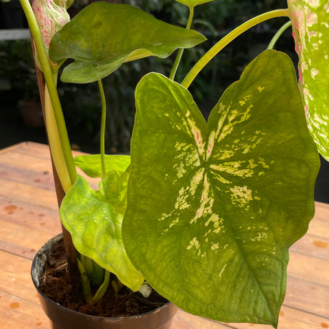 Caladium variaçāo - 05