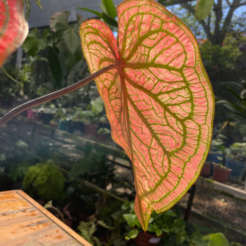 Caladium variaçāo - 02