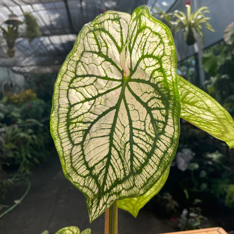 Caladium variaçāo - 04