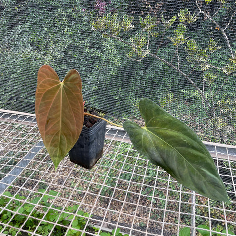 Anthurium Papillilaminum