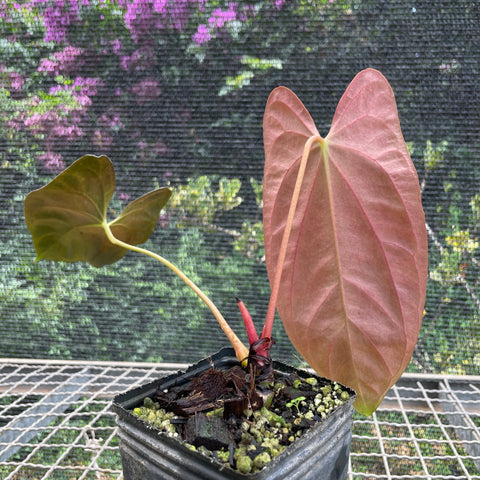 Anthurium Papillilaminum