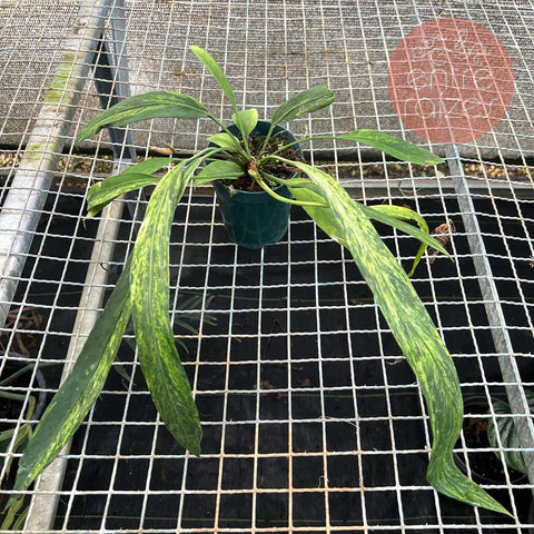 Anthurium vittarifolium 'variegata'