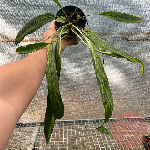 Anthurium vittarifolium 'variegata'
