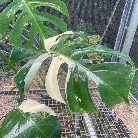 Monstera variegata #2