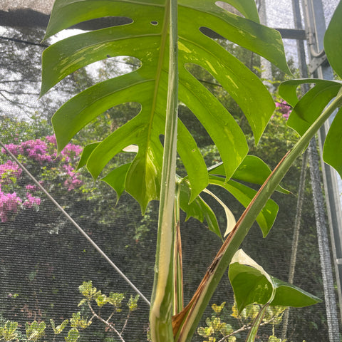 Monstera variegata #2