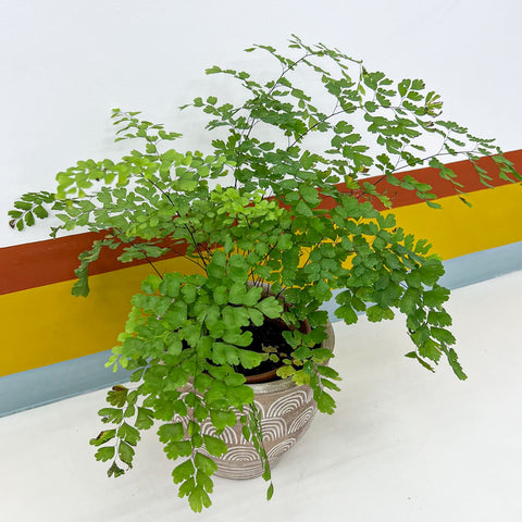 Avenca + cachepot ancestral