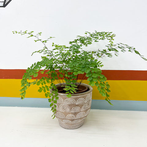 Avenca + cachepot ancestral