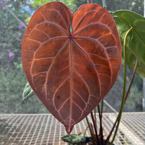 Anthurium Botanic - variação 01