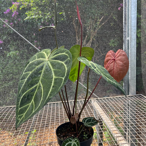 Anthurium Botanic - variação 01