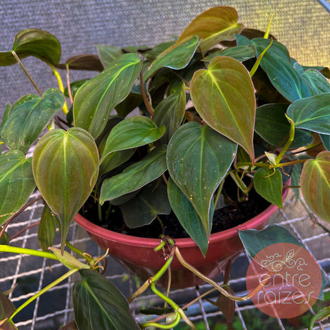 Philodendron micans M - cuia 21