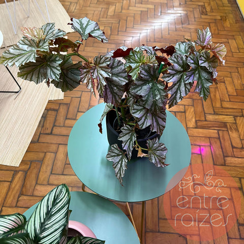 Begônia cane  + cachepot pézinho cerâmica