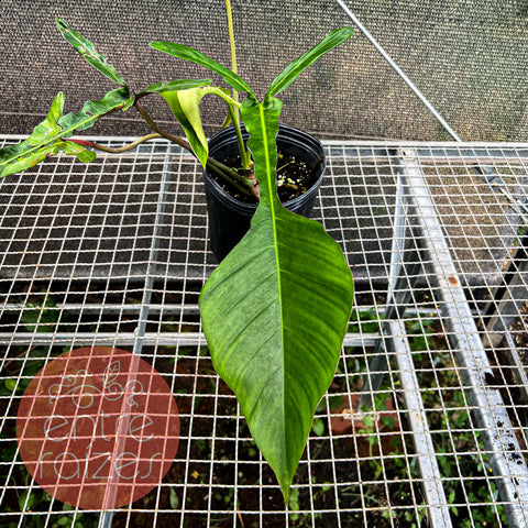 Philodendron joepii
