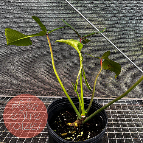 Philodendron joepii (2)
