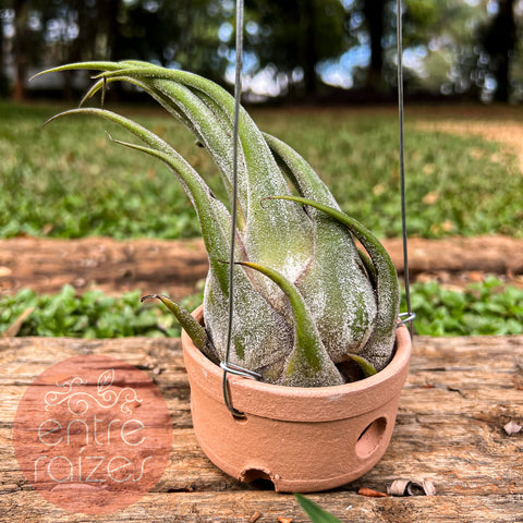 tillandsia seleriana