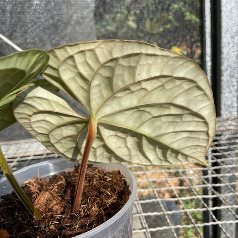Anthurium Luxurians
