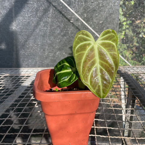 Anthurium regale