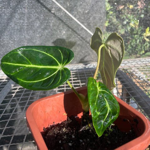 Anthurium regale