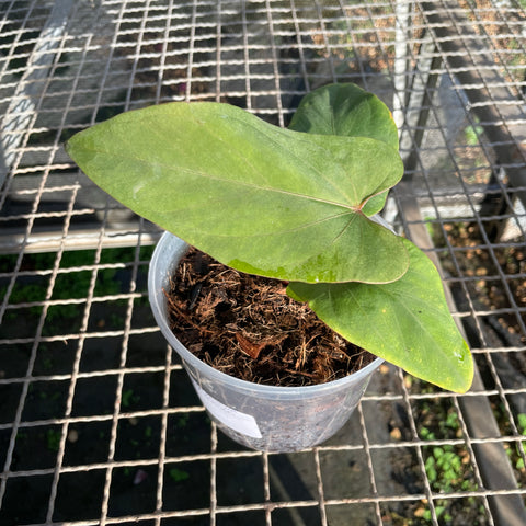 Anthurium sp. panamá