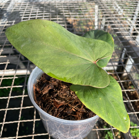 Anthurium sp. panamá