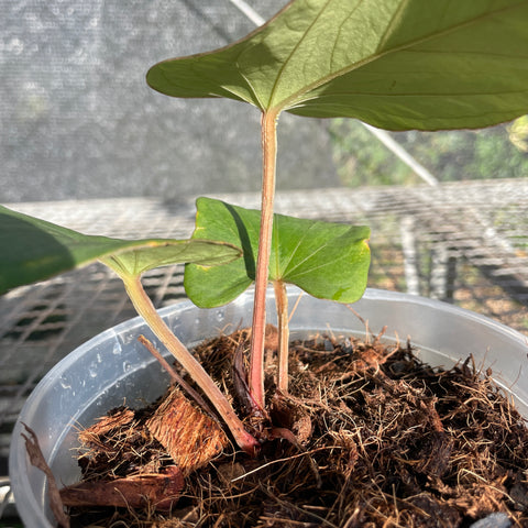 Anthurium sp. panamá