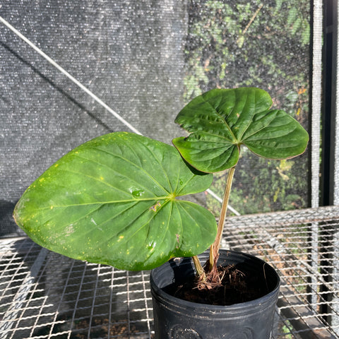 Anthurium Kunayalense