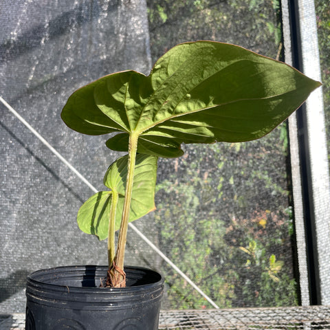 Anthurium Kunayalense