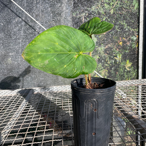 Anthurium Kunayalense