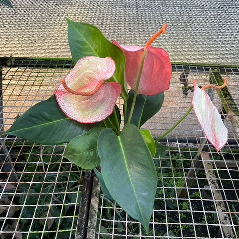 Plantas convencionais