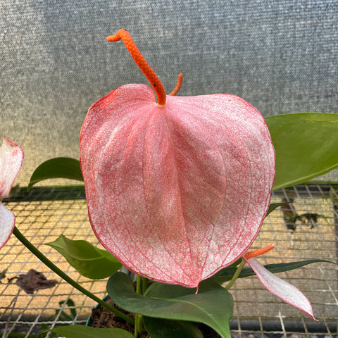 Anthurium scherzerianum 'Suzan' (rabinho de porco mesclado)