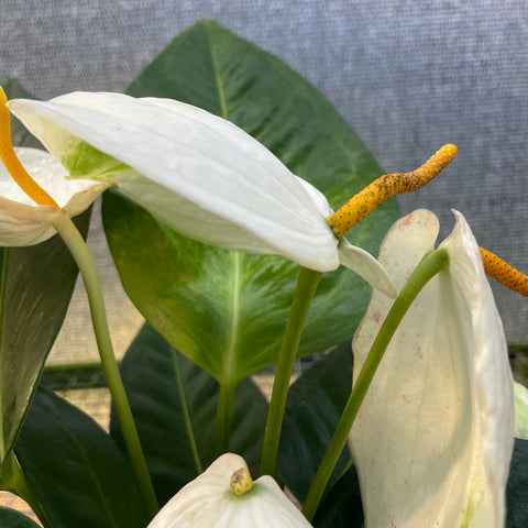 Anthurium scherzerianum 'Chistine white' (rabinho de porco "branco")