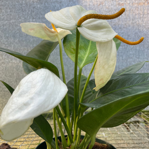 Anthurium scherzerianum 'Chistine white' (rabinho de porco "branco")