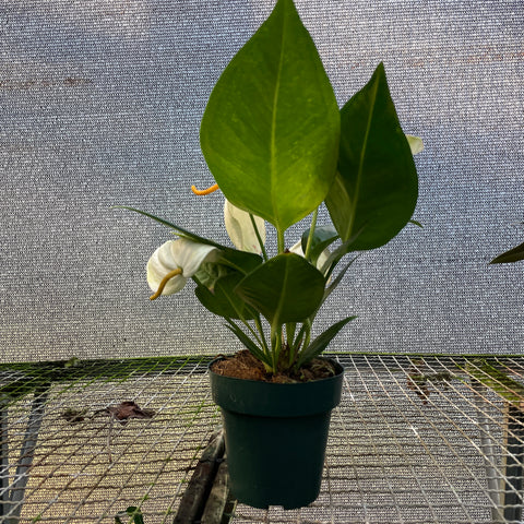 Anthurium scherzerianum 'Chistine white' (rabinho de porco "branco")