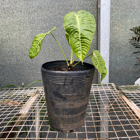 Anthurium veitchii P