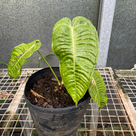 Anthurium veitchii P