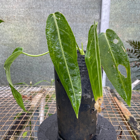 Plantas raras