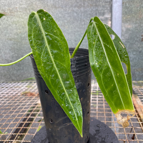 Anthurium warocqueanum P