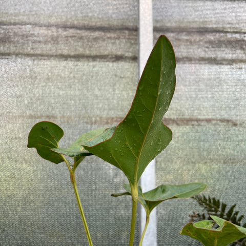 Anthurium brownii P