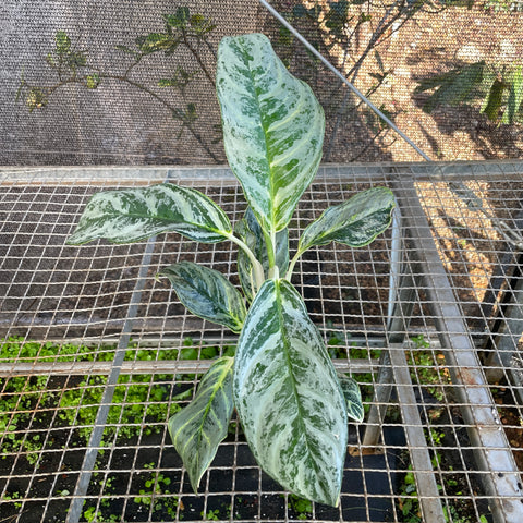 Aglaonema Silver Curly