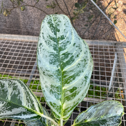 Aglaonema Silver Curly