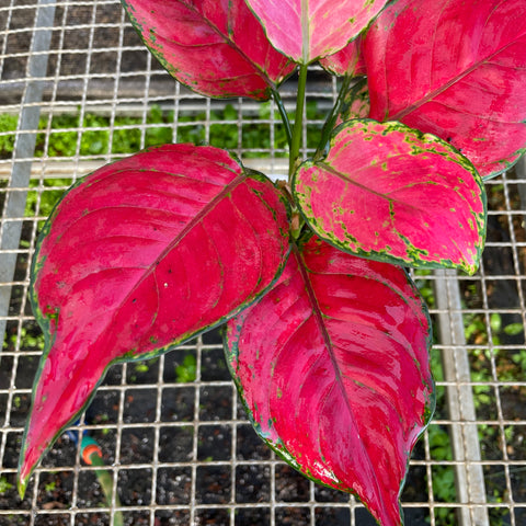 Aglaonema Red Joy