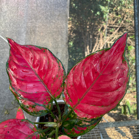 Aglaonema Red Joy