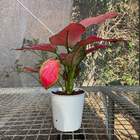 Aglaonema Red Joy