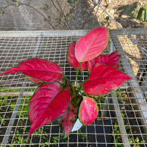 Aglaonema Red Joy
