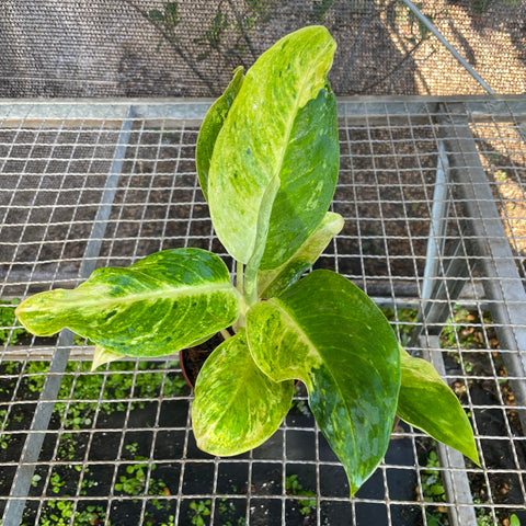 Aglaonema Sundrop