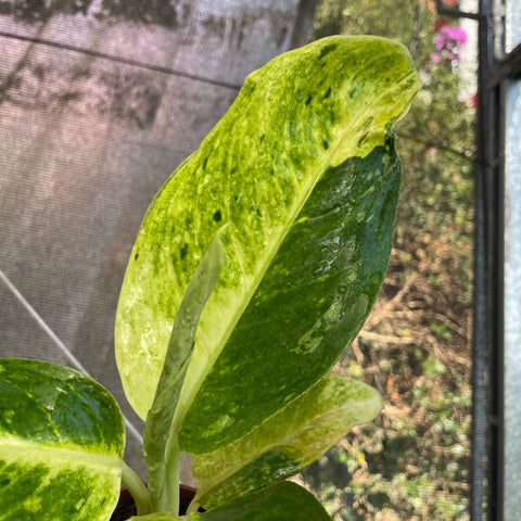 Aglaonema Sundrop