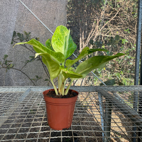 Aglaonema Sundrop