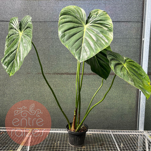 Philodendron Mcdowell - Gigante